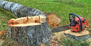Best Tree Cabling and Bracing  in Lewisville, TX