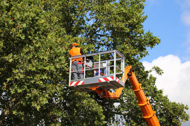 Trusted Lewisville, TX Tree Services Experts
