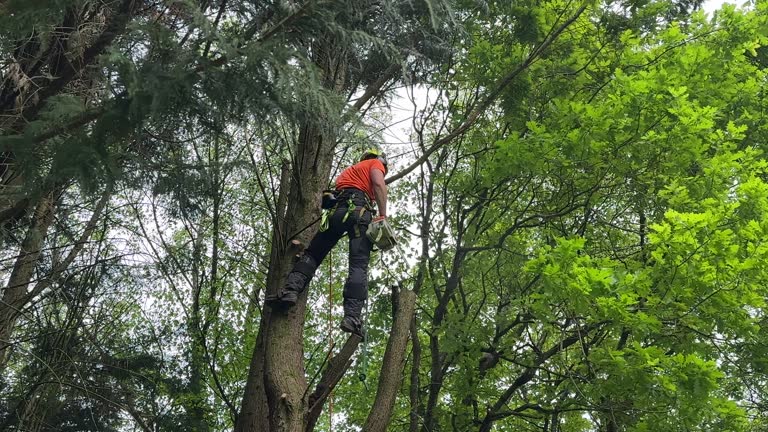 How Our Tree Care Process Works  in  Lewisville, TX
