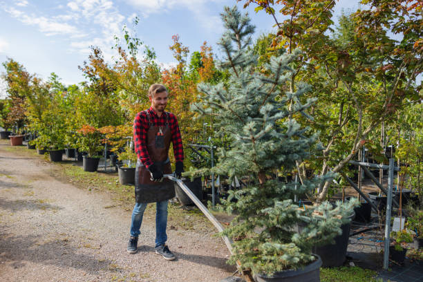 Best Tree Removal  in Lewisville, TX